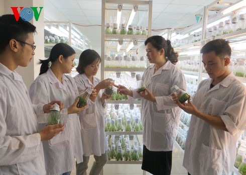 Doctor Ha Thi Thuy’s passion for agricultural genetics - ảnh 3